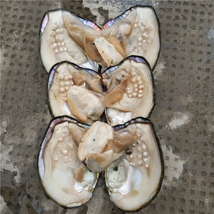 Live Taking Pearls From Freshwater Monster Oysters With 1030 Pearls