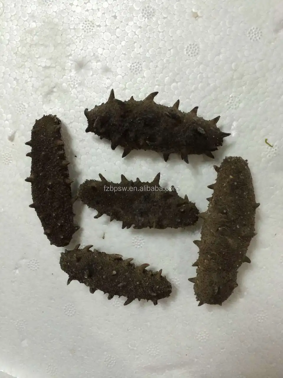 dreid sea cucumber.JPG