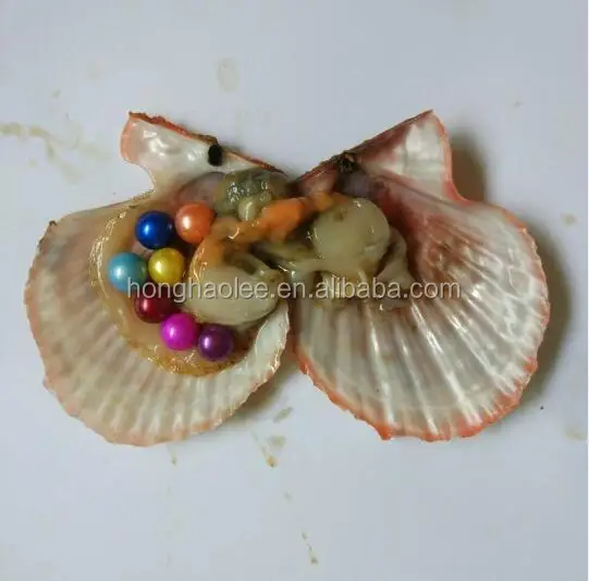 

AAAA grade vacuum packed oysters akoya pearl oyster rainbow pearl oyster saltwater pearl oyster many colours stock free shipping, N/a