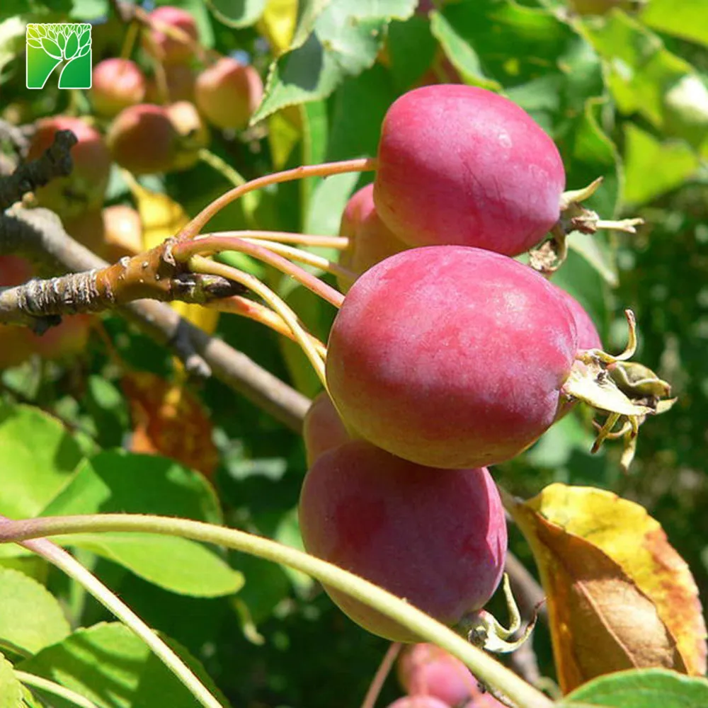 Asian Apple Seed