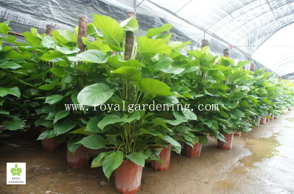 Epipremnum Aureum Pothos Silver Vine Money Plant Epipremnum Aureum Pothos Silver Vine Money Plant