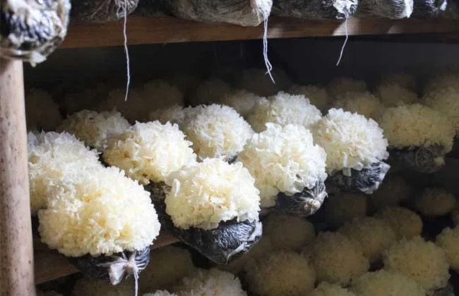 high quality hot selling 100% natural dried white fungus