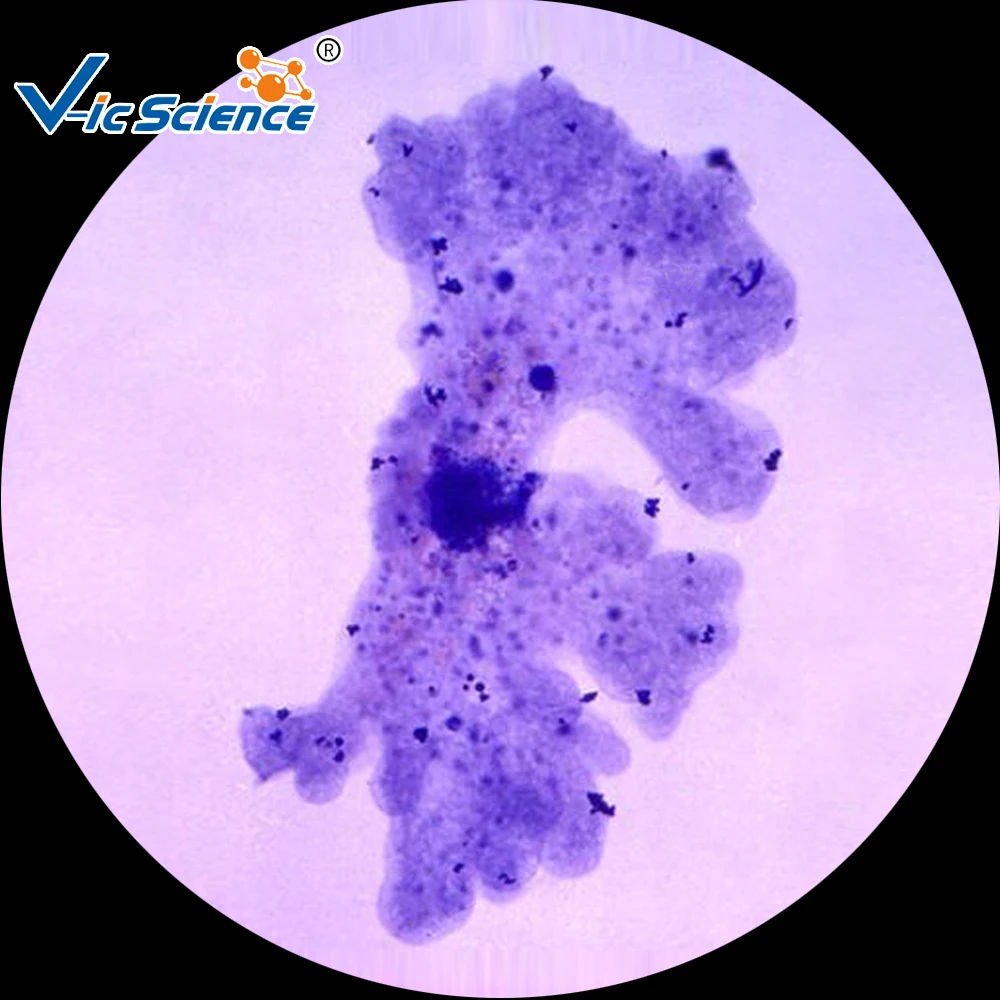 
Medical parasitology slides educational prepared slides 