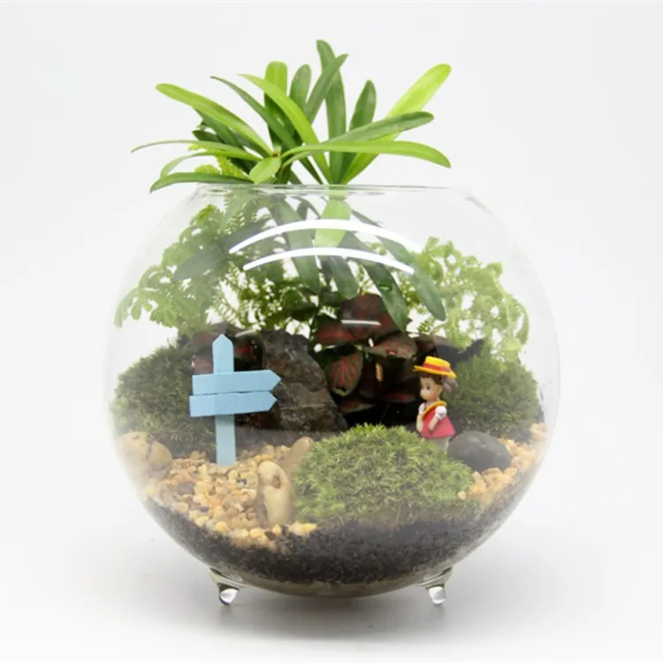 

Glass Material and Clear Color indoor plant glass terrarium, Transparent