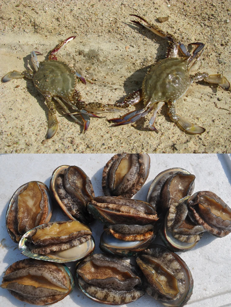 Aquatic product0.jpg