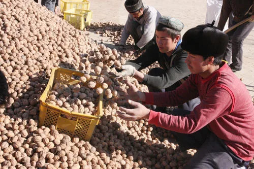 whole raw walnut in shell walnut export
