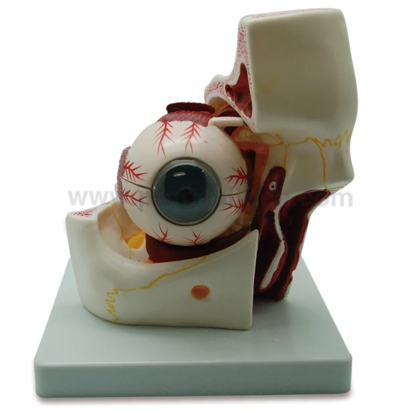 PH03-017 Medical Pladtic Human Eye Model (01-01)
