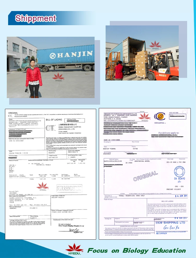 More popular 170cm high Male skeleton model (PVC)