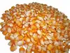 Yellow Corn for chicken feed