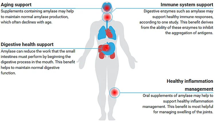 Amylase-benefits