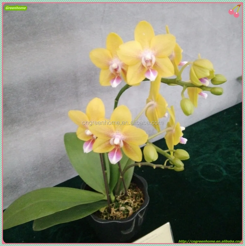 
Yellow flower butterfly orchid live phalaenopsis from China 