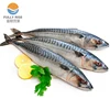 Good Quality Frozen Pacific Mackerel fish with market price frozen seafood