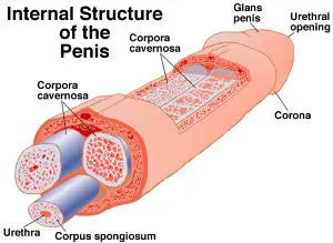 penisul masculin structura sa)