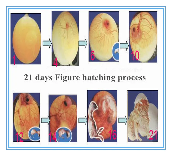 Egg Incubator Hatchery Ht-33792 Broiler Chicken Hatching Eggs With Egg ...