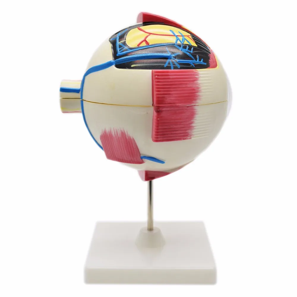 人体解剖眼模型