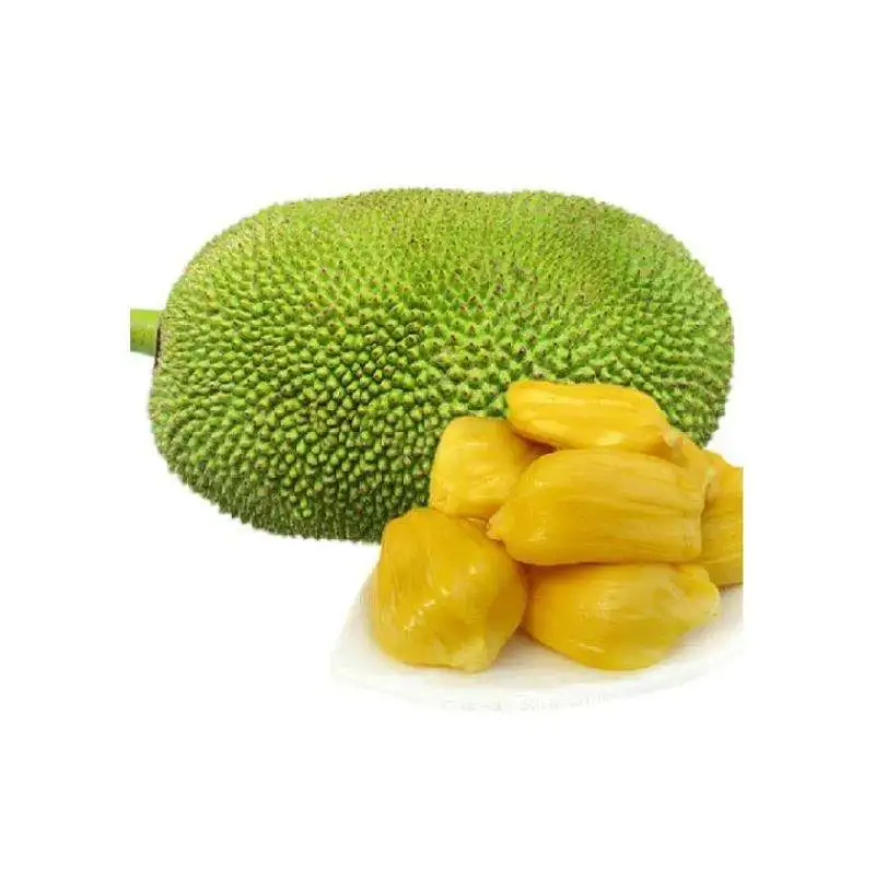 
Wholesale Natural nursery plant jackfruit seedling 