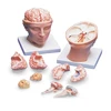 human anatomical model for medical education /Advanced brain with arteries on head model
