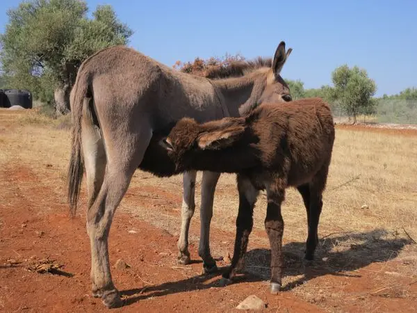 sterilized donkey milk powder 1kg