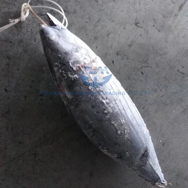 frozen skipjack bait for sale online