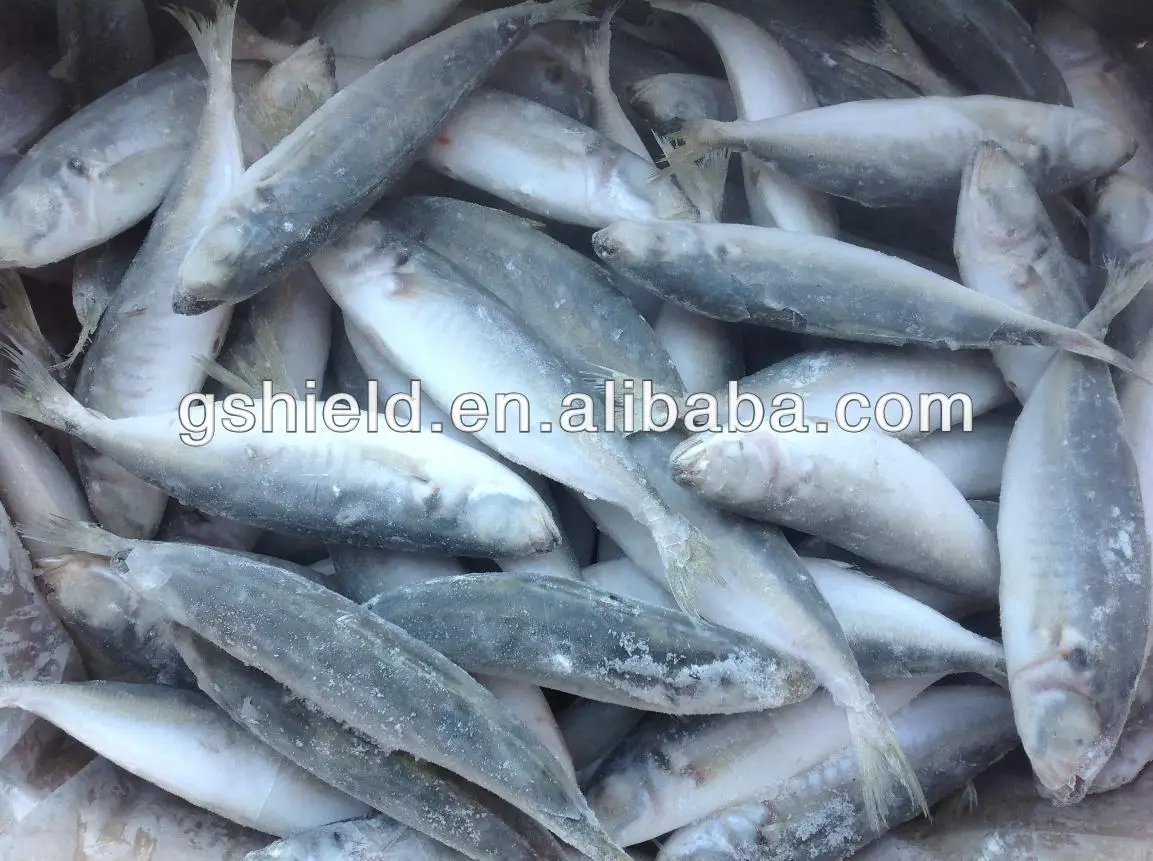 IQF trawl 6-8 round scad 9.jpg