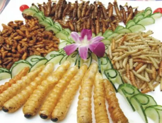 Mealworms Human Meal Insect Edible Meal Worm Buy Insect Mealworm