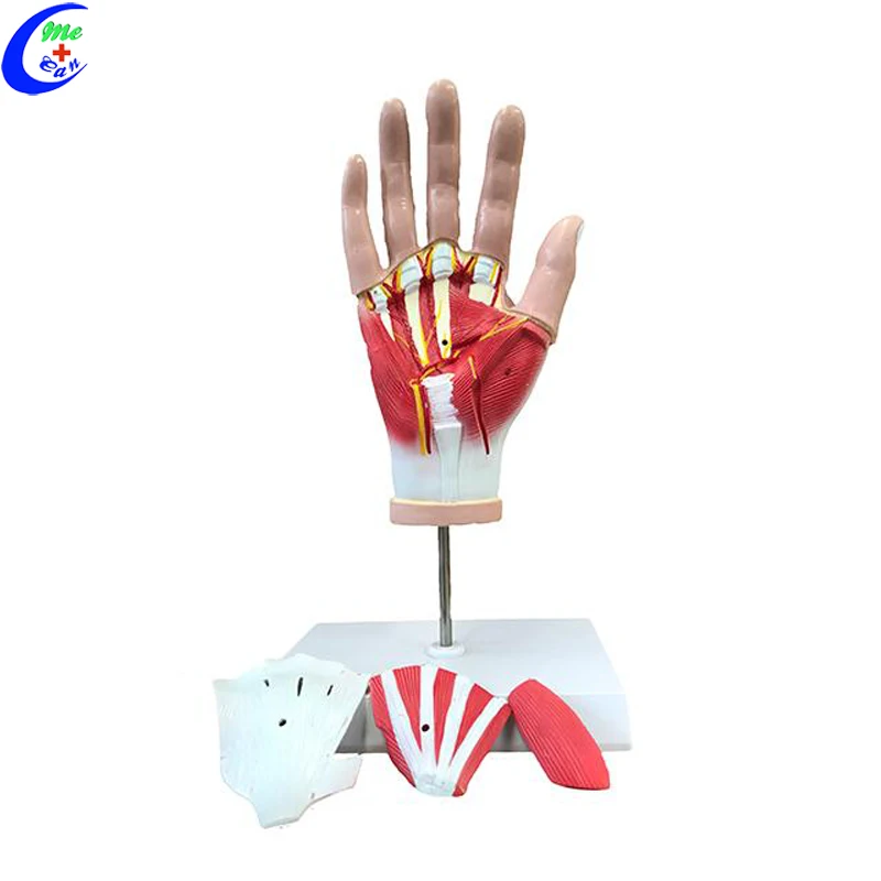 plastic hand model.jpg