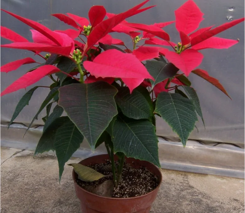 
bulk Ornamental Flower Plant Poinsettia Seeds Nursery Euphorbia pulcherrima Bonsai 