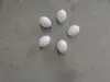 false pigeon egg
