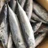 Philippine Canned Factory Need Fish For Canned Bonito