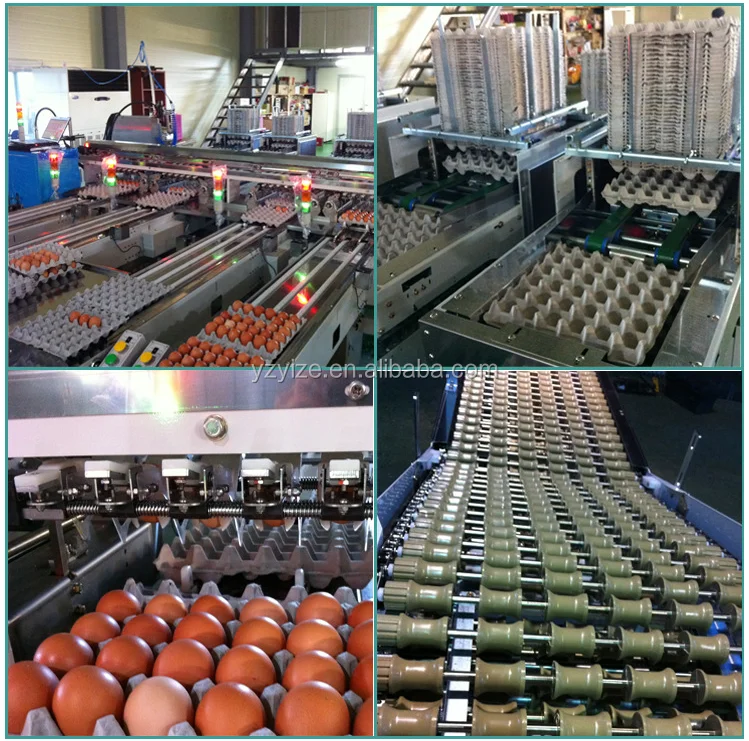 сортировщик яиц. машина для сортировки яиц мини. яйцесортировальная машина nabel nwg-1000. фасовка яиц. сортировщик яиц.