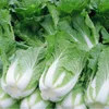 Power F1 early maturity high yield disease resistant Chinese cabbage seeds