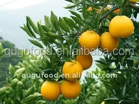 
fresh oranges fresh citrus fruits navel orange 