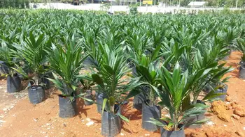 Calix 600 Oil Palm Seedlings - Buy Sime Darby Calix 600 Product on ...