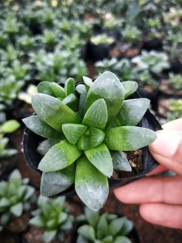 
Gardening flower shape mini succulent plants live succulent plants 