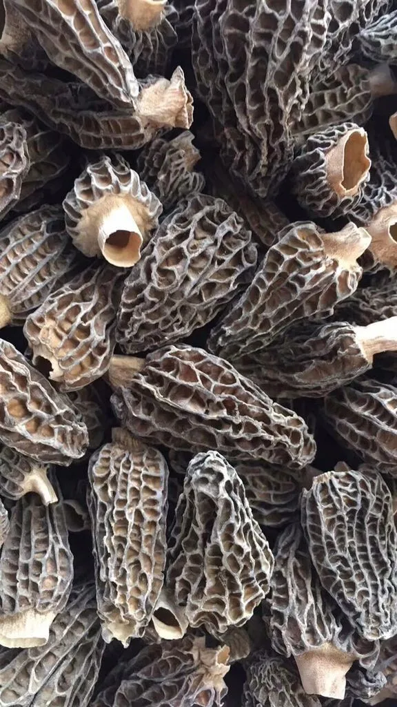 Price Of Fresh Morel Mushroom For Sale Buy Dried Morel Mushrooms For Sale,Price Of Fresh Morel