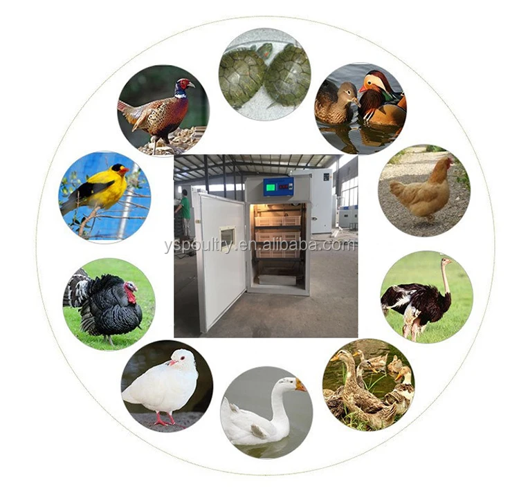 egg incubator  (1).jpg