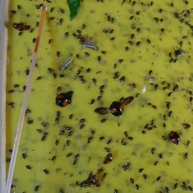 Striped flea beetle.jpg