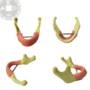 Teeth Model in Science Anatomic Mandible Model Jaw Modelfor Teaching