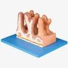 Internal Surface of Jejunum Anatomical Model