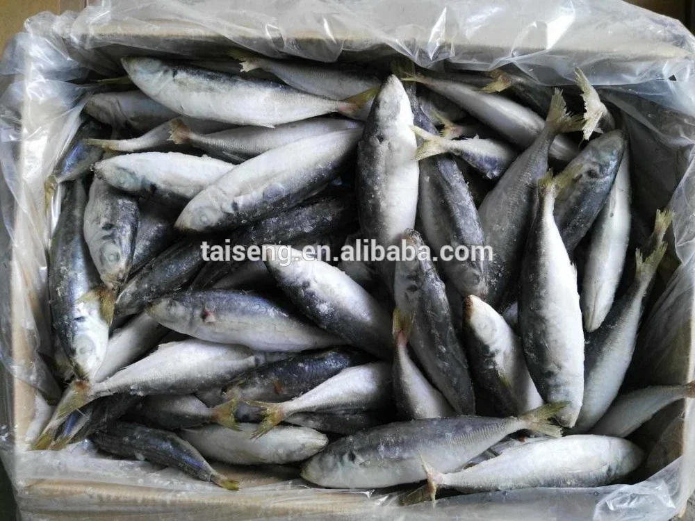 horse mackerel 1.jpg
