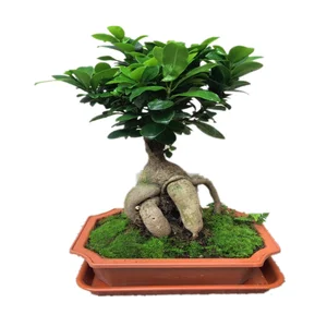 50g 2000g Ficus Ginseng Bonsai Home Plant Indoor Garden Decoration