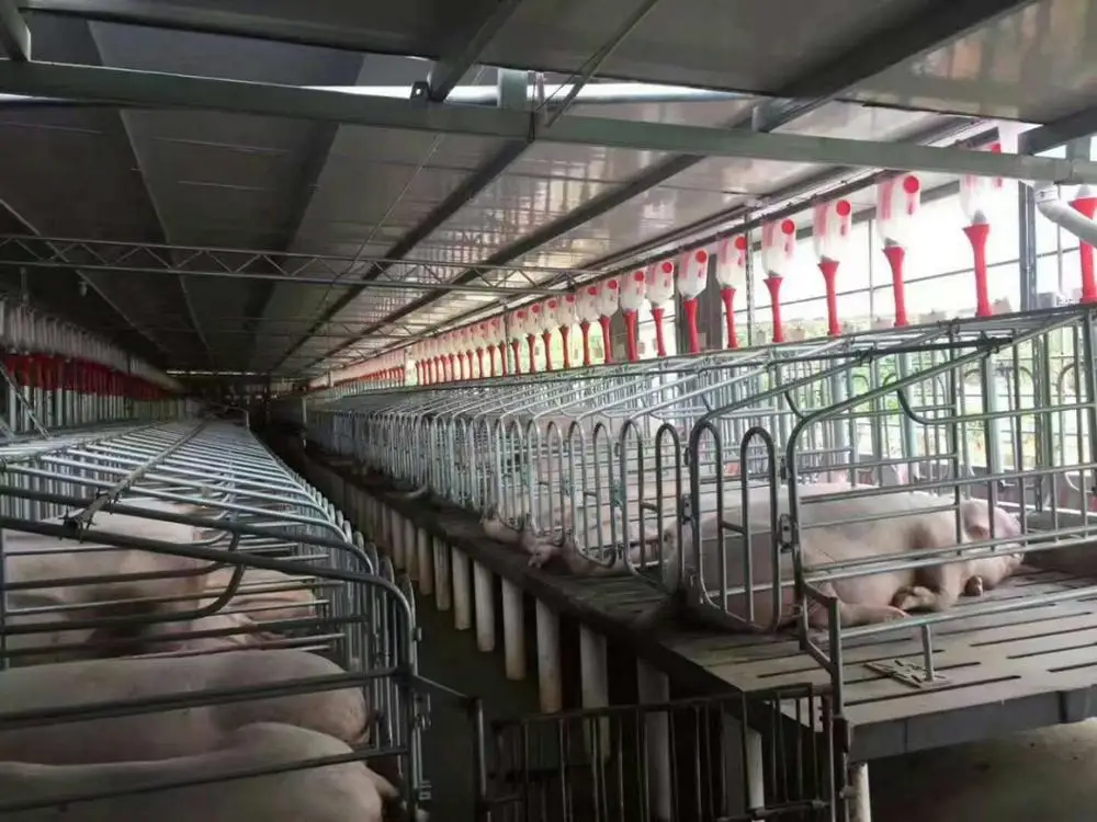 Pig Stall / Gestation Crate / Sow Stall For Sale - Buy Gestation Crates ...