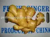 10 kg /carton &PURE block fresh fat ginger