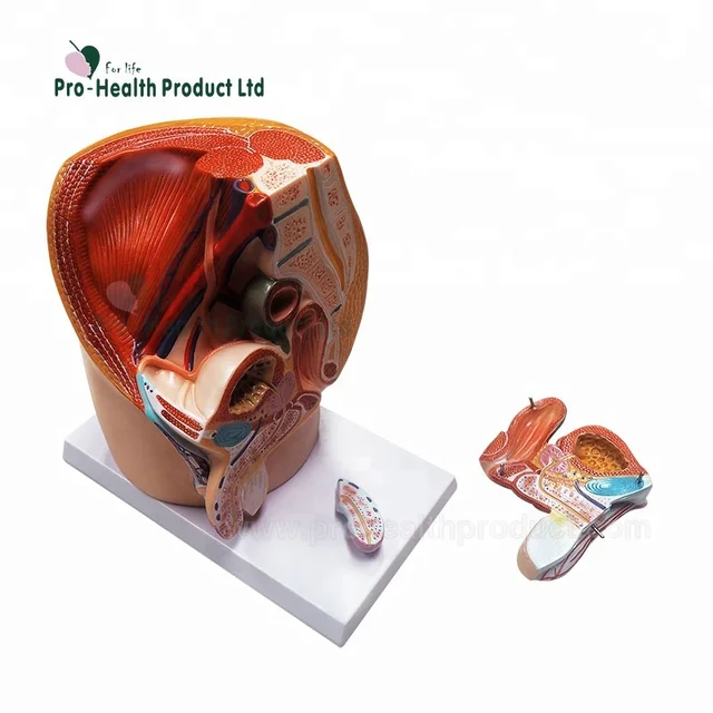human anatomical male genital pelvic cavity urinary system