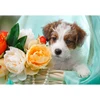 5d Diamond Painting Dog Picture Of Rhinestone Diamond Embroidery Animal Full Square Round Drill Kit Home Decor