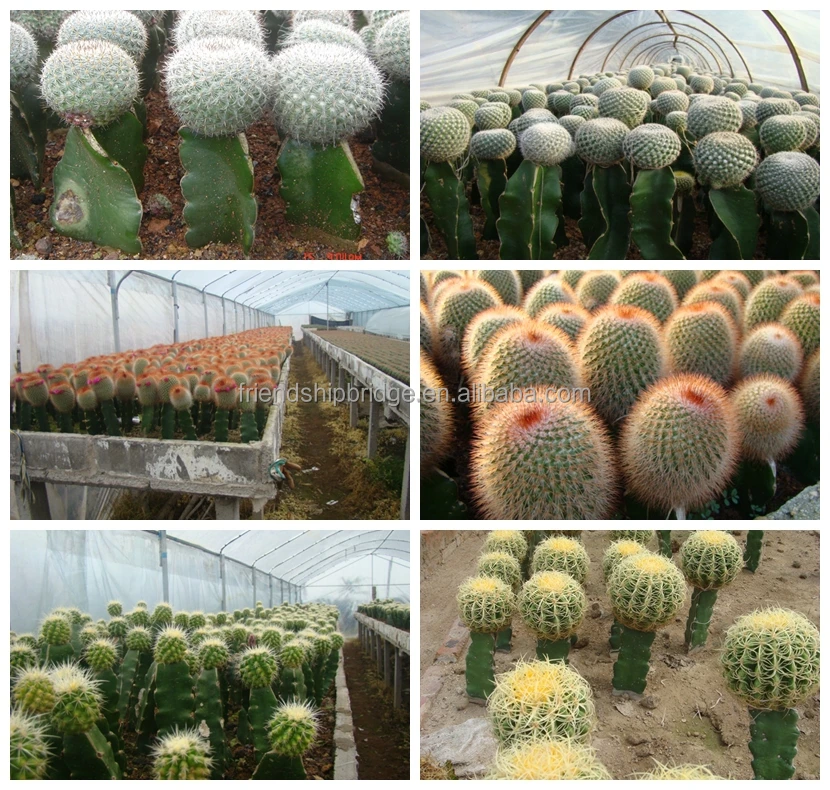 
Fujian mini cactus succulent plants decoration 