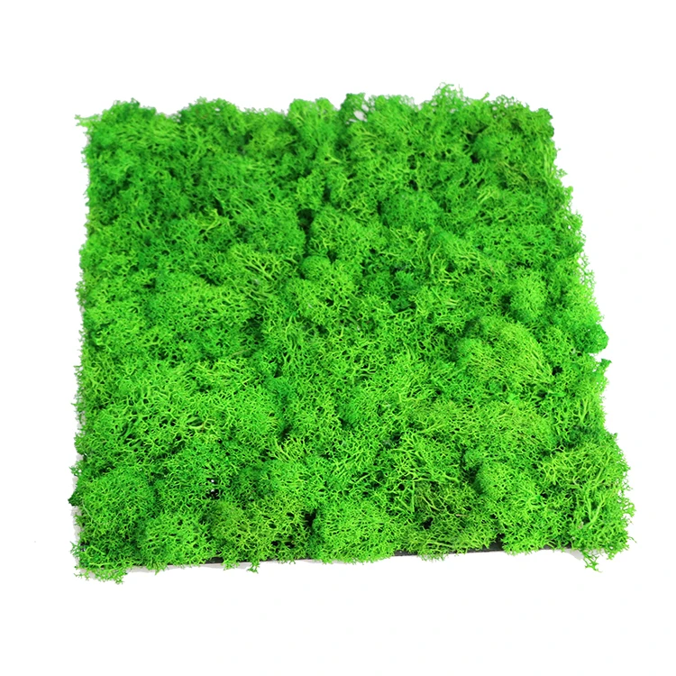 Decorative 3d wall panels DIY Preserved Stabilized Natural Reindeer Moss Wall Panel