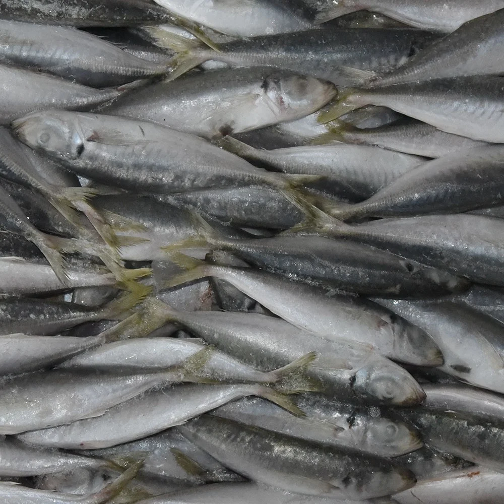 
Export Fresh Frozen Horse Mackerel Fish/Big Eye Scad Fish 