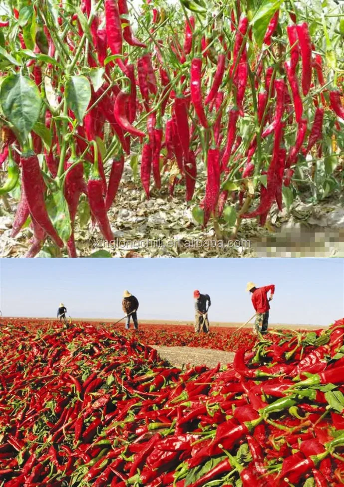 sweet paprika chili-16