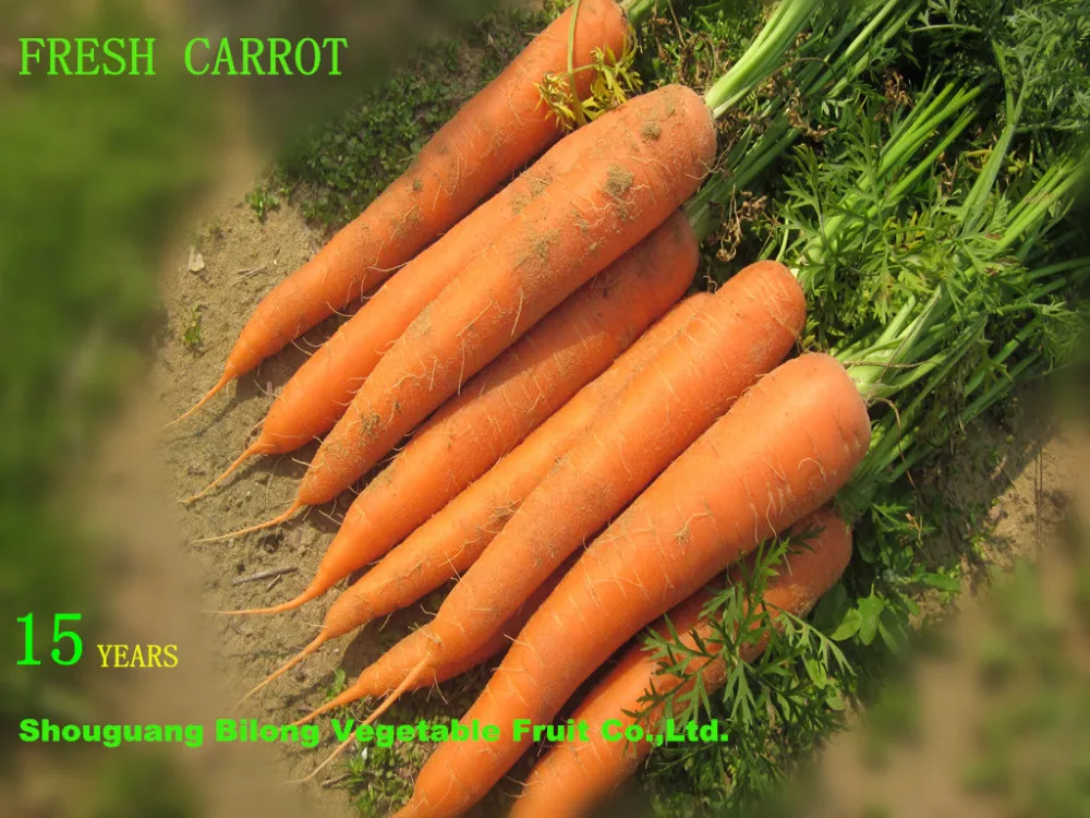 fresh carrot new
